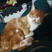 丸くなって寝る猫