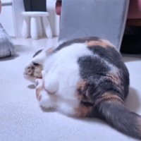 おもちゃを触る猫
