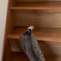 駆け寄る