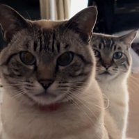 凝視する2匹の猫