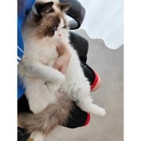 抱かれている猫