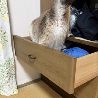 引き出しの中を歩き回る猫の後ろ姿