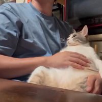 お腹を叩かれる猫