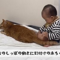 猫をなでている赤ちゃん