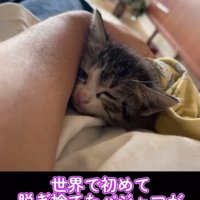 パジャマの中で眠そうな子猫