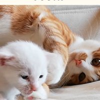 子猫を見守る猫