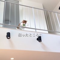 2階からボールを落とす茶トラ白猫