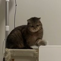 左手を伸ばしてヒーターに猫パンチ