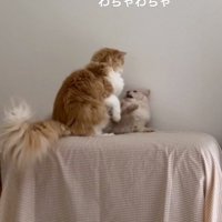 先輩猫の上に乗る後輩猫