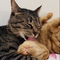 茶トラ猫をグルーミングするキジトラ猫