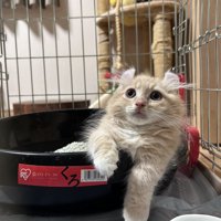 お皿に入っている子猫