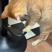 輪っかをつかむ猫