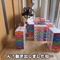 巨大迷路にチャレンジするはっちゃん