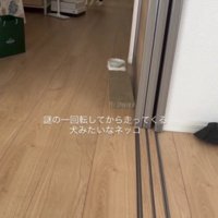 歩いている猫