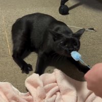 耳を倒しながらねこじゃらしを咥える猫