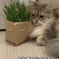 猫草と猫の写真2