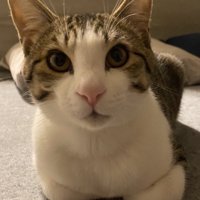 香箱座りで飼い主じっと見る猫