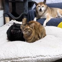 毛づくろい中のふたりを見守るリキくん