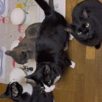 皿の前に集まる猫たち