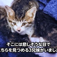 ケージの中の3匹の子猫