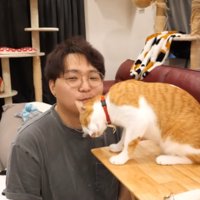 飼い主の顔に頭をすりつける猫