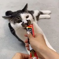 パウチのおやつを食べる猫