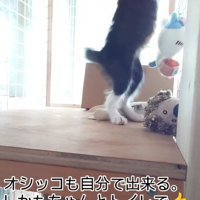 ケージの中で遊ぶ猫
