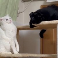 キャットタワーにいる猫たち