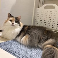 お風呂のドアの前で待っている三毛猫