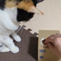 飼い主がダンボール型の貯金箱の上にセットしたお金を見つめる猫