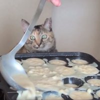 見続けるこむぎちゃん