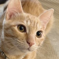 洗濯物を干す飼い主を見守る茶トラ猫