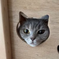 ハウスに入っている猫