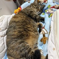 横になる猫