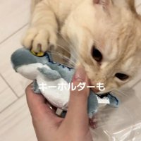 小さいぬいぐるみを噛む猫