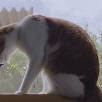 窓の外を眺める子猫に顔を近づける成猫