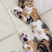爆睡する子猫