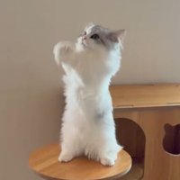 合わせた前足を素早く上下に振る猫