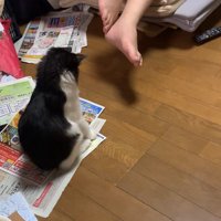 チラシの上でお座りして背筋を伸ばしている子猫
