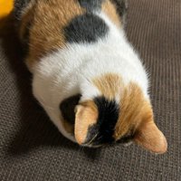 ごめん寝する猫