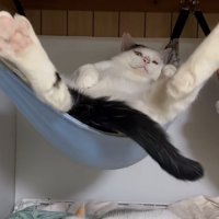 開脚する猫