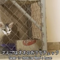 ケージの中の猫