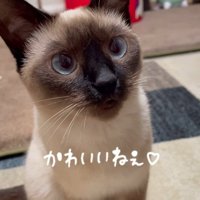 「かわいいねぇ」と声を掛ける飼い主