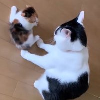 見合う2匹の猫