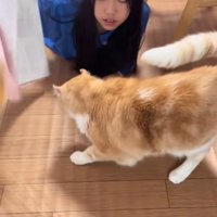 プリントを持ち上げる子どもの前にいる猫