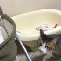 こちらを見る猫