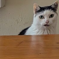 飼い主を見つめる猫