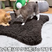 リクくんに荒ぶるリノ姫