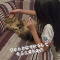 なでられる猫