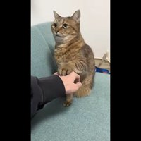 飼い主さんを見つめて